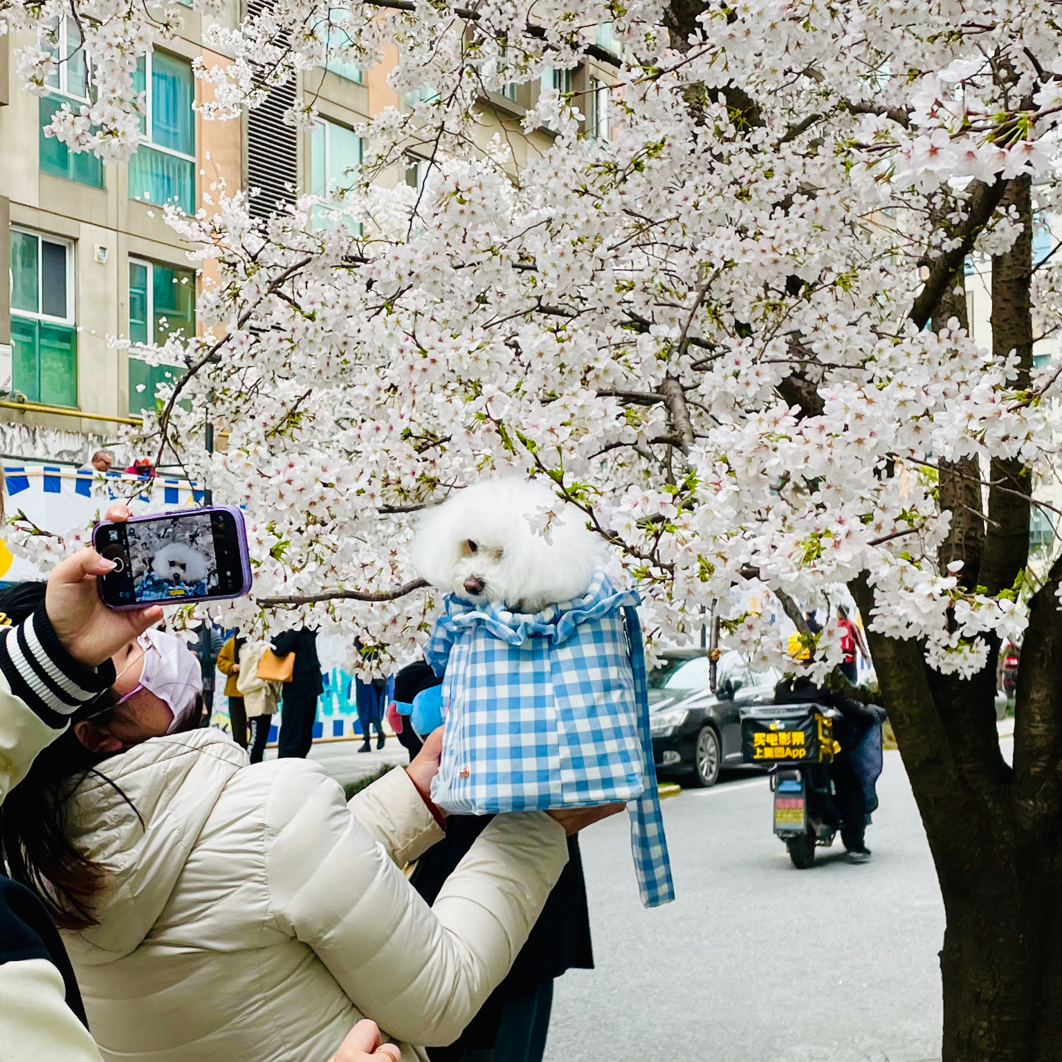 Srping. Cherry blossoms all over the street. Spent a lot of time with my friends.