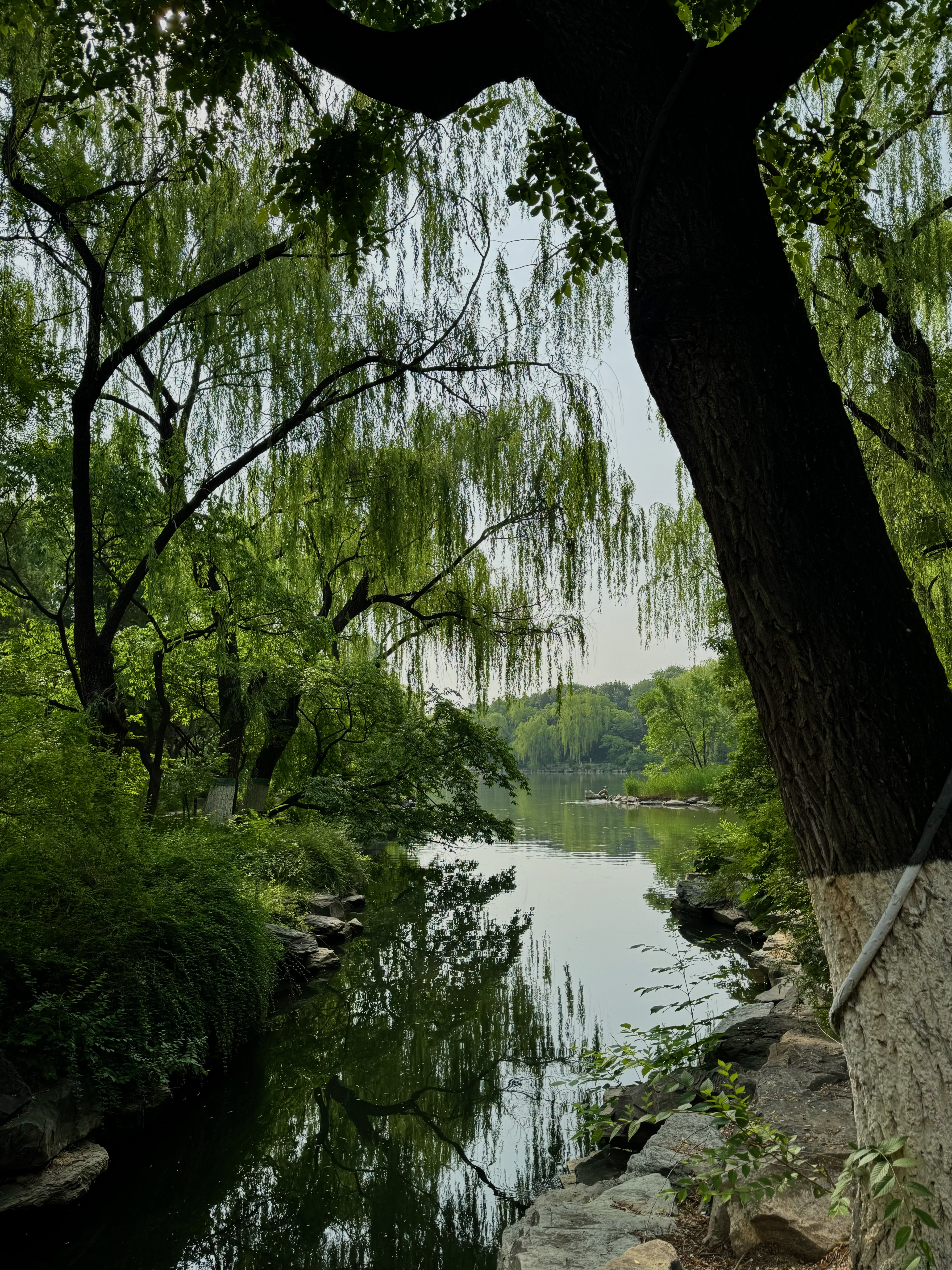 the-lake-that-need-not-be-named (未名湖), Ariana Tang (2002 — present). May 2024, Peking University. Apple iPhone 15 Pro Max Main Camera.