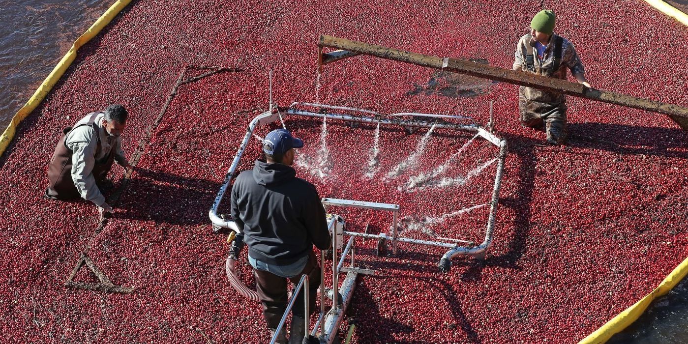 The famous &lsquo;flood&rsquo; harvest of cranberries.