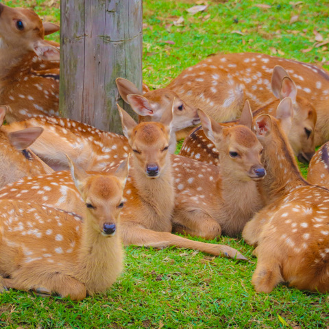 Deers are considered sacred messengers of the gods in local Shinto tradition. See more about Nara deer here at Nara&rsquo;s official site.