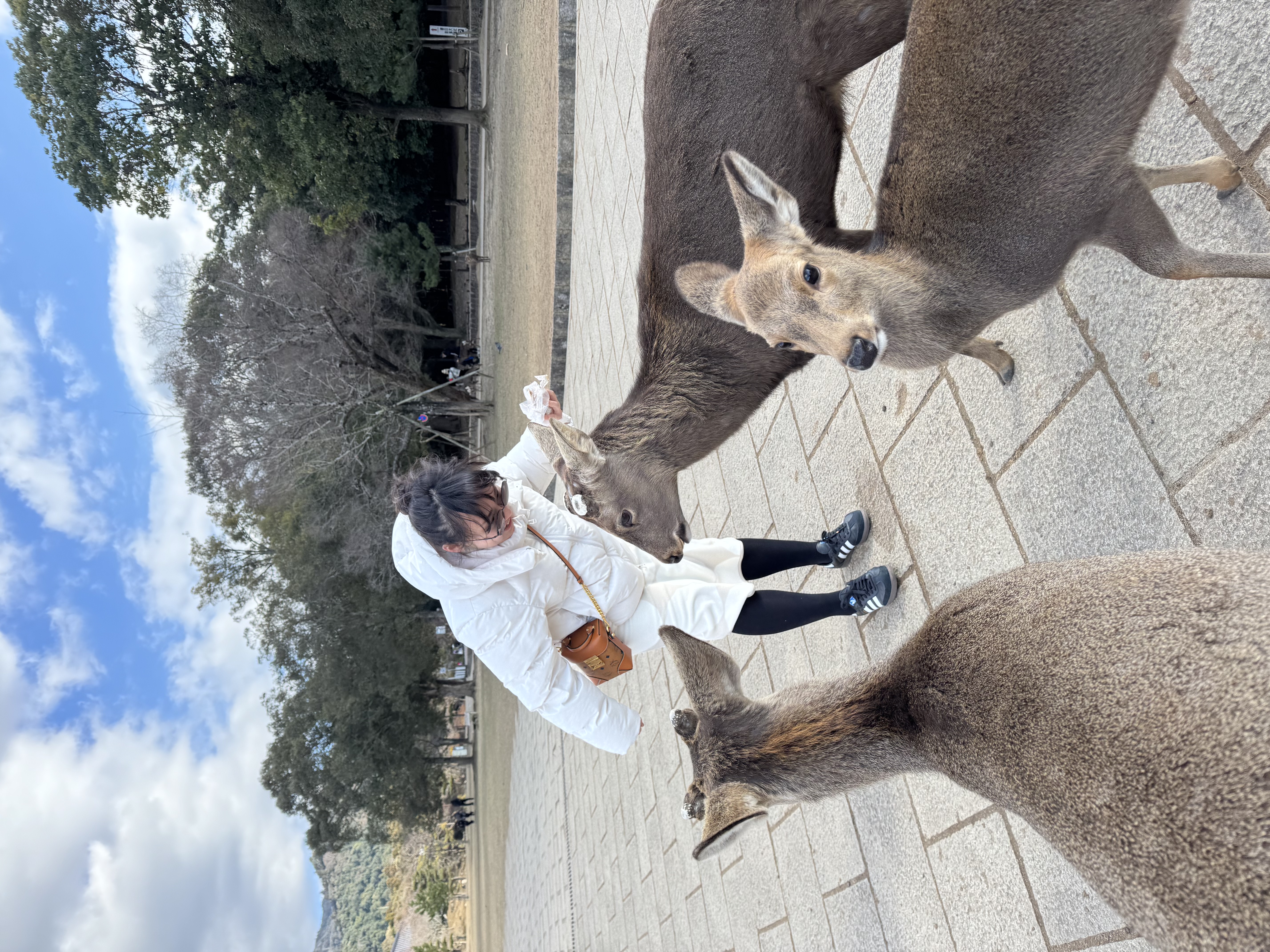 Some deer though seem less Japanese-ish but more American—one even had the audacity to pick my pocket and made off with an entire stack of cookies.